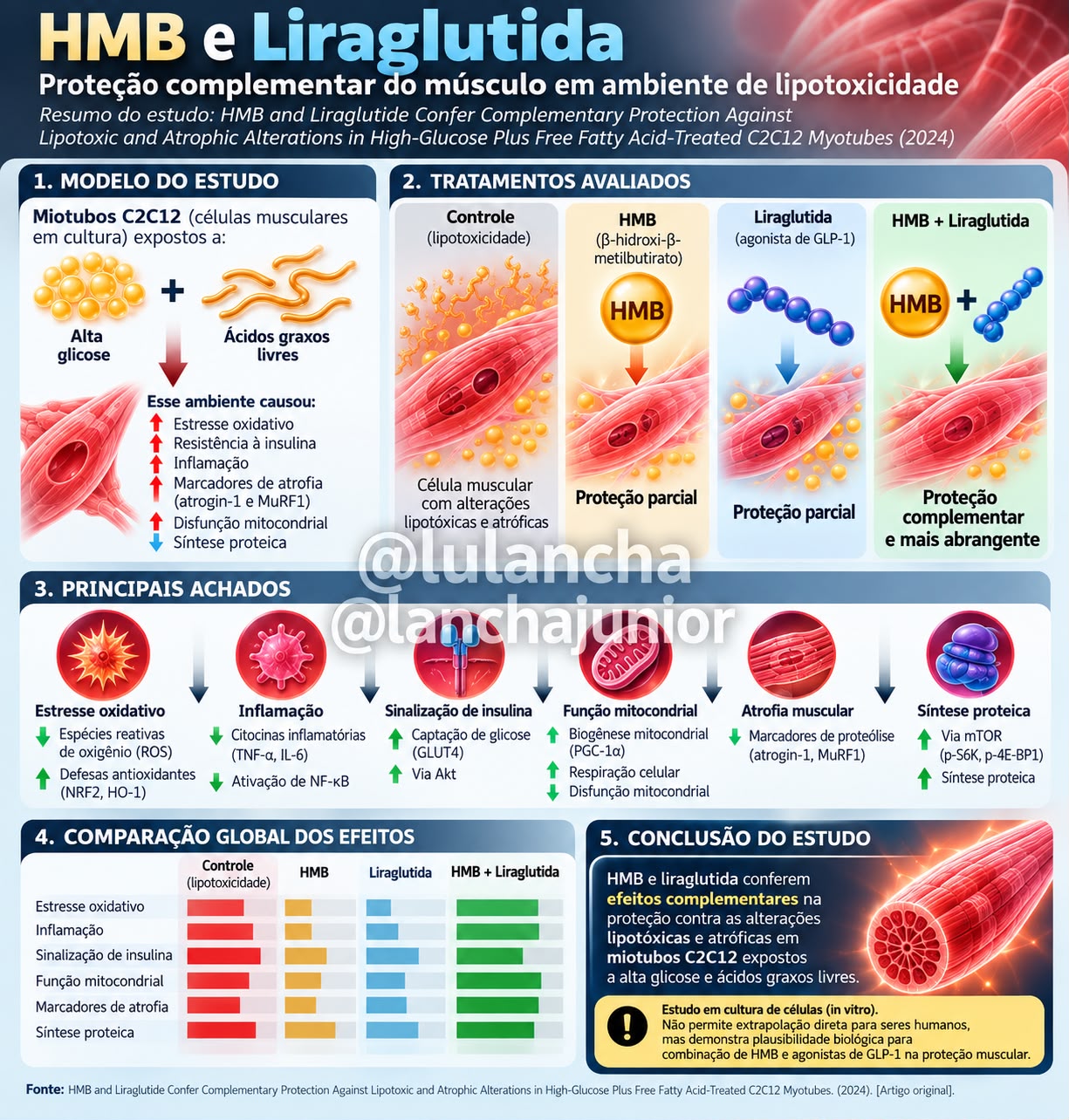 Arte "HMB e Liraglutida: proteção complementar do músculo em ambiente de lipotoxicidade" — Lancha Junior e Luciana Lancha