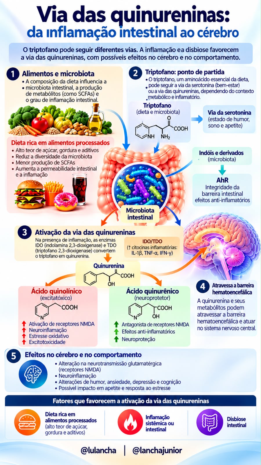 Arte "Via das quinureninas: da inflamação intestinal ao cérebro" — Lancha Junior e Luciana Lancha